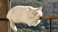 ویدیو های خنده دار از گربه های غیر منطقی !