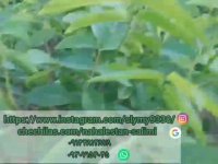 نهالستان سبز سلیمی