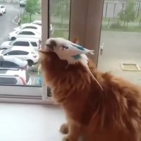 گربه سواری پرنده کوچولو