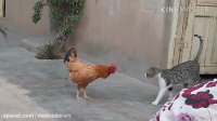 جنگ خروس و گربه
