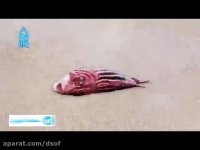 « خریدار واقعی » به روایت استاد رائفی پور