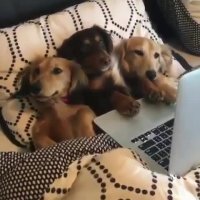 دارن خودشونو تو اینترنت می بینن