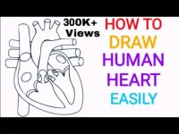 آموزش گام به گام طراحی قلب انسان