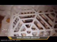 جوجه کشی و نگهداری از (جوجه کبک ) در منزل با روش کم مصر