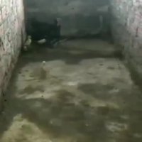 حمله مار به بوقلمون و شجاعت مادر !