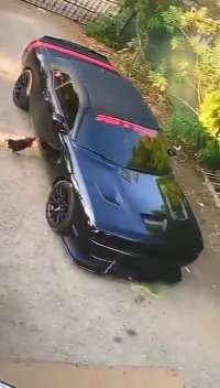 کلیپهای خنده دار اینستا ... خروس عصبانی