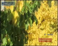 نابغه معلول