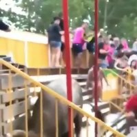 حمله خطرناک گاو