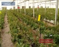 گلخانه مکانیزه