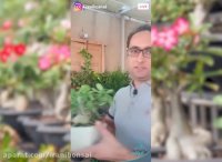 همه چیز درباره آدنیوم ها | لایو بونسای ایرانی