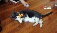 کم آوردن گربه تپل تو بازی کردن