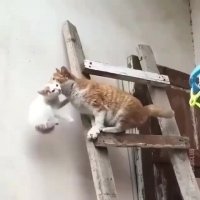 حرکت خفن و دیدنی گربه!