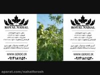 بهترین نهالستان گردو در ایران - نهالستان مهندس آرمین قاسمی 09141811520
