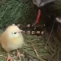 کلیپ مراقب عقاب از جوجه کوچک