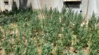 پرورش مرغ محلی