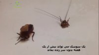 یک سوسک چند روز بدون آب زنده می ماند؟