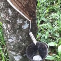 لاتکس چیست؟ و چرا از لاتکس در ساخت تشک های دانلوپیلو استفاده شده است؟ 🤔🤔