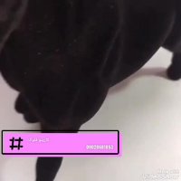 دستگاه مخمل پاش .مخمل پاش با گارانتی معتبر