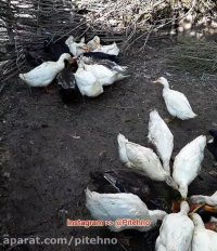 زیبایی های زندگی روستایی