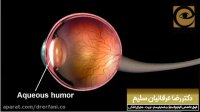 فیلم بسیار جالب از عمکرد چشم انسان