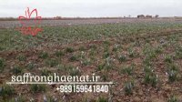 لیست قیمت زعفران صادراتی