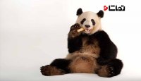 14 نکته بسیار جالب درباره پانداها