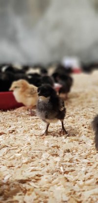 جوجه یکروزه بلک استار