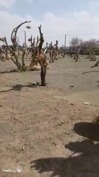 باغ سنگی سیرجان