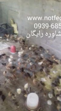 #جوجه-10روزه#تخممرغ-نطفهدار#بوقلمون