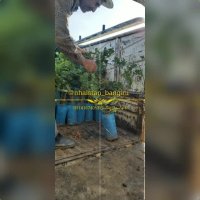 نهالستان انگور سیاه بنگینی