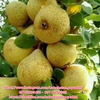 نهالستان پایتخت