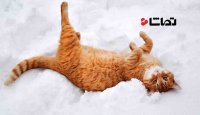 برف بازی گربه های بازیگوش - 2