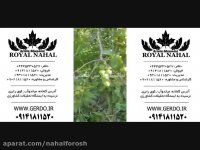 نهال گردو خوشه ای و گردو چندلر 09141811520