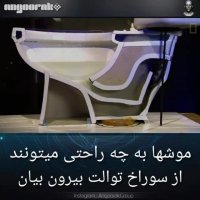 سمپاشی موش | سمپاشی یاران سبز