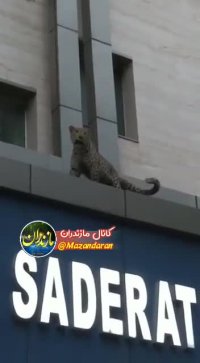 جولان پلنگ در خیابان‌ های قائم شهر