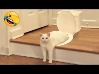 کلیپ خنده دار حیوانات - سگ و گربه های بامزه -  هفته اول تیر ماه