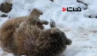 ذوق زده شدن خرس قهوه ای از دیدن برف