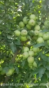 باردهی سیب رقم رد استارکینگ در باغ مادری نهالستان اروم نهال 09120454526