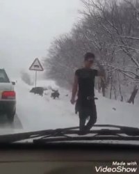 هجوم گرازهای گرسنه به حاشیه جاده با بارش برف