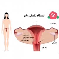 دستگاه تناسلی بانوان