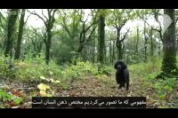 سگ های باهوش