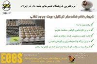 مرغوب ترین تخم نطفه دار قرقاول در ایران ، واکسینه و سالم