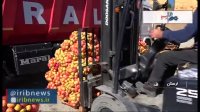 سیب با کیفیت لرستان بدون مشتری