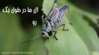 انواع ملخ | سم قوی برای کشتن ملخ ها در کمترین زمان
