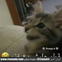 این گربه با بره ها بزرگ شده