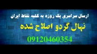 قیمت نهال گردو کانادایی 09124482642
