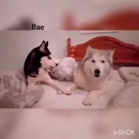 دعوای خانوادگی