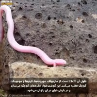 خزنده ای به نام Ajolote