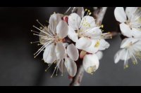 تصنیف "ز فروردین"