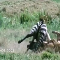 شکار ماهرانه ملکه جنگل